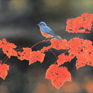 bluebird and maple